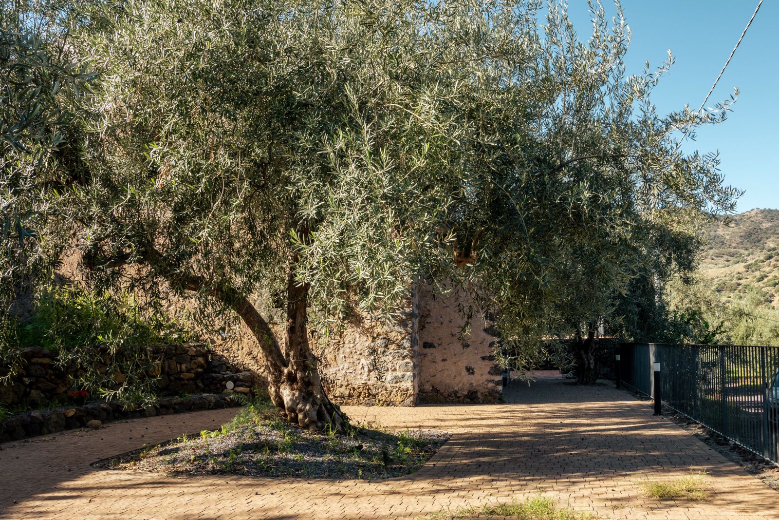 Frantoio Romano con albero di ulivo