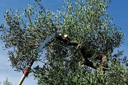 La Potatura dell'Olivo: Un'arte per una Crescita Sana e Abbondante